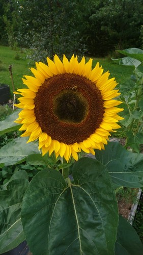 Sonnenblume schnittgold 160 - sonnenblume,